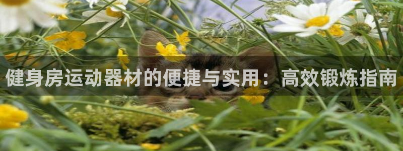 意昂4集团E.ON：健身房运动器材的便捷与实用：高效
